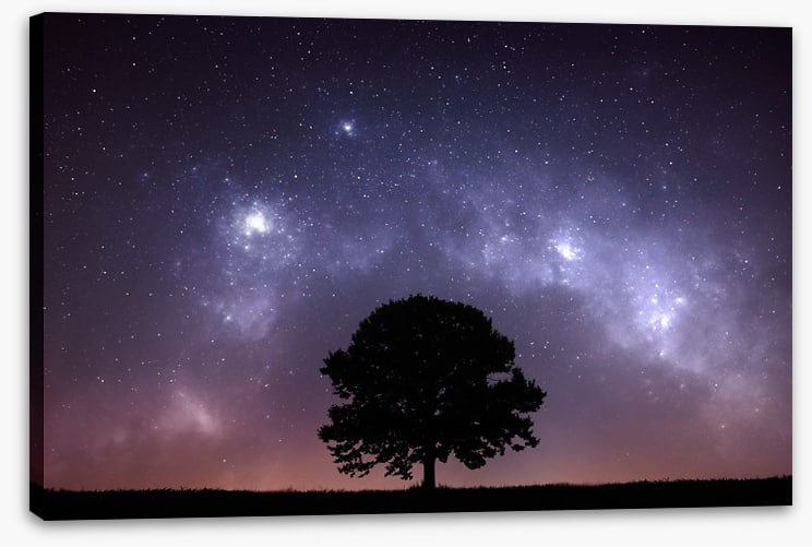 The zodiac tree