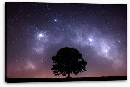 The zodiac tree
