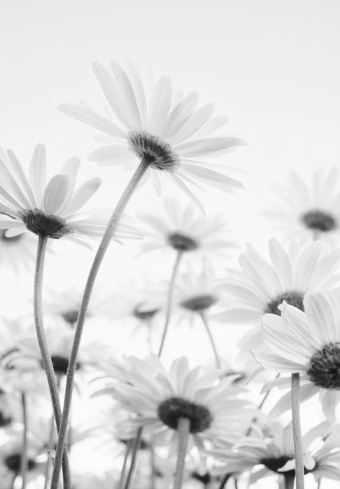 Under the daises
