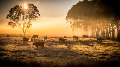 Sunrise grazing