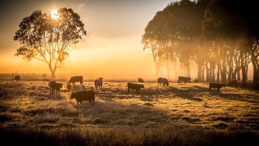 Sunrise grazing