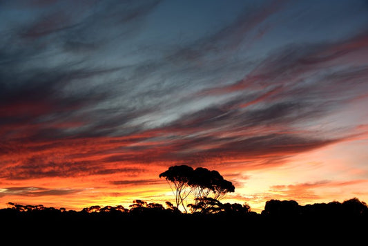 Sunset over the Australian bush