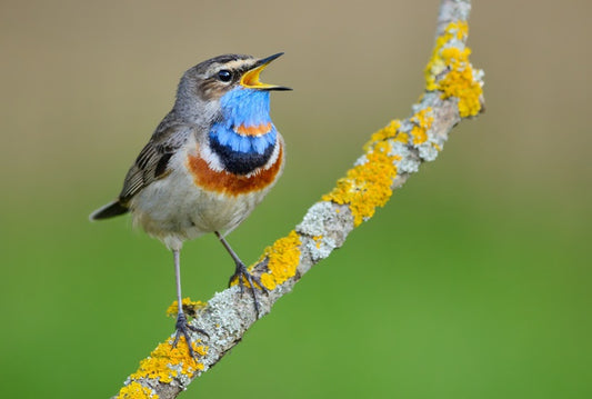 Birds