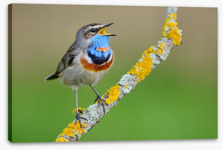 Birds