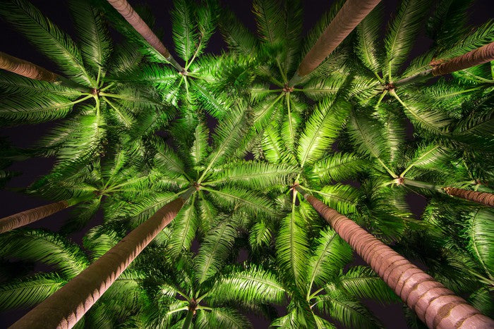 Palms by night