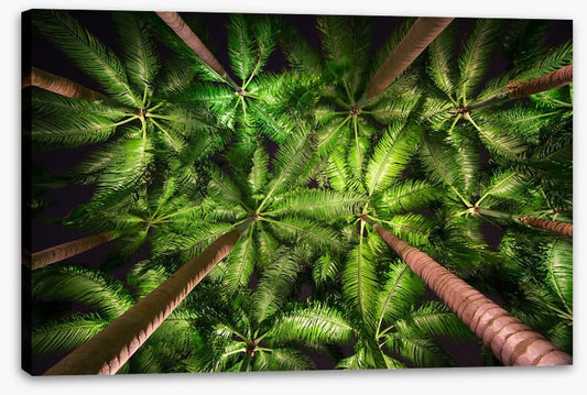 Palms by night