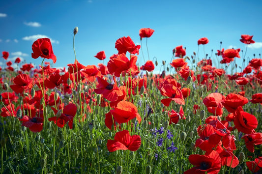 Poppy party