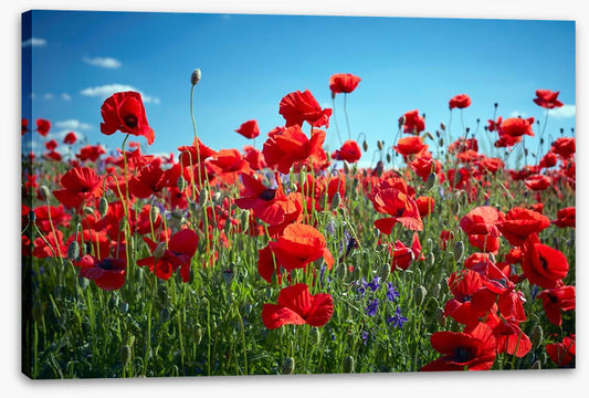 Poppy party
