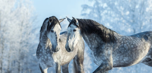 Stallions in the snow