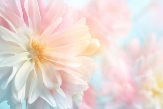 Pastel peony