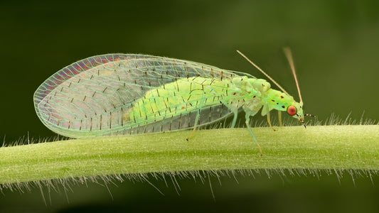 Insects