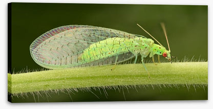 Insects