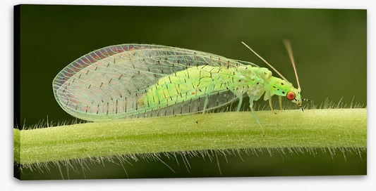 Insects