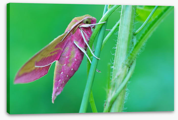 Insects