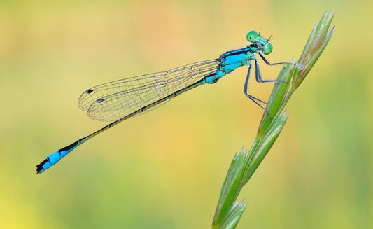 Dragonfly perch