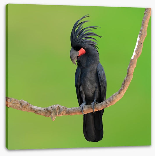 The drumming bird