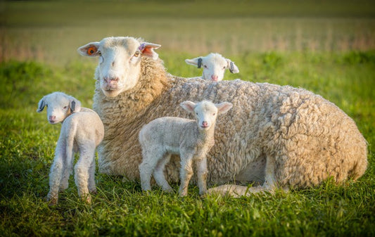 Little lambs