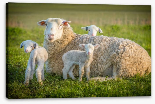 Little lambs