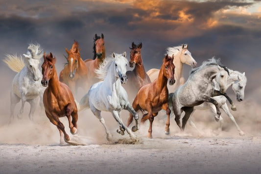 Sunset gallop