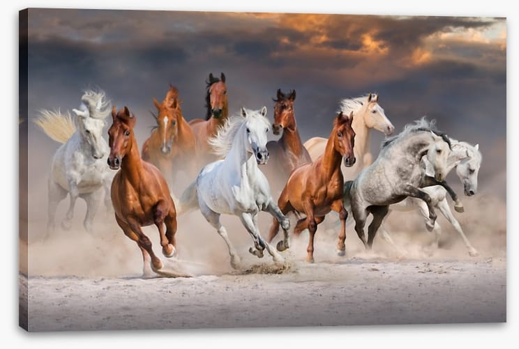 Sunset gallop
