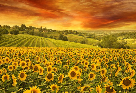 Sunflower meadow sunset