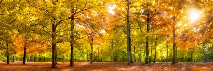 Leaves of fall