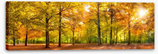 Leaves of fall