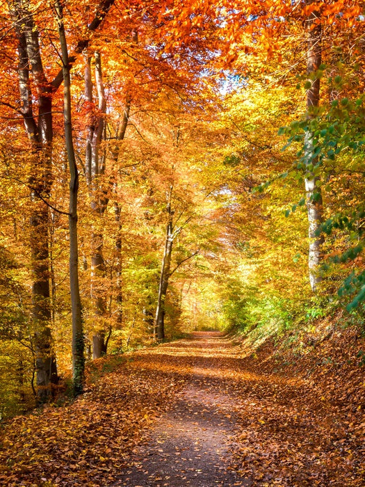 Fall light falling