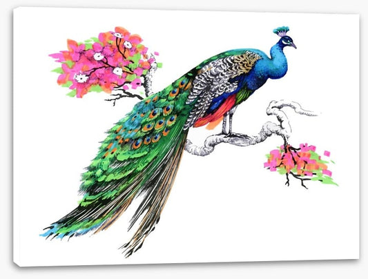 Peacock perch