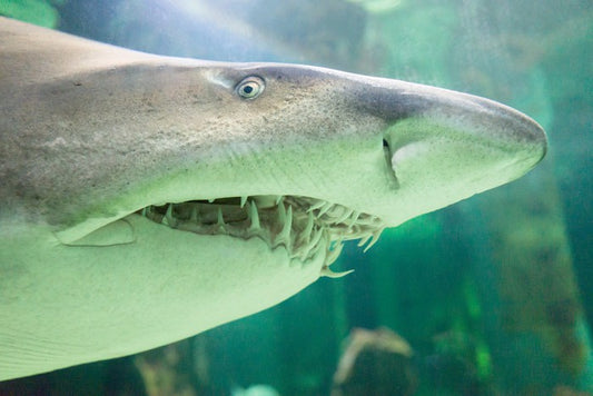 Shark face