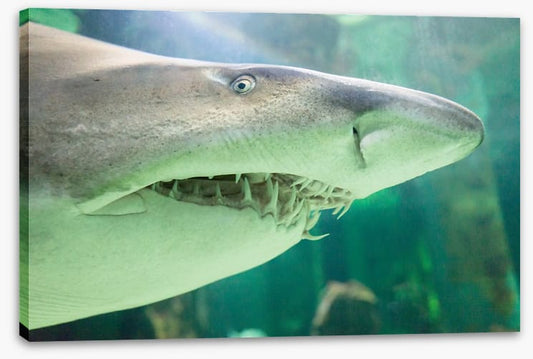 Shark face