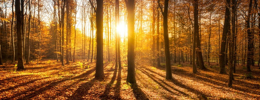 Autumn shadows panorama