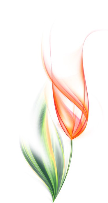 One orange tulip