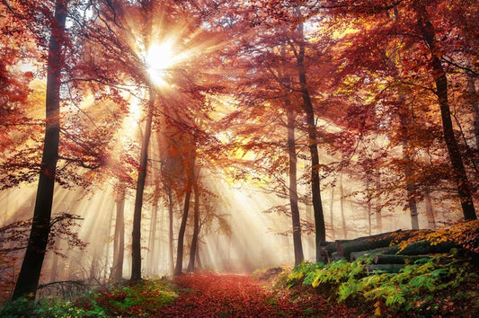 Autumn forest sunlight