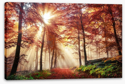 Autumn forest sunlight