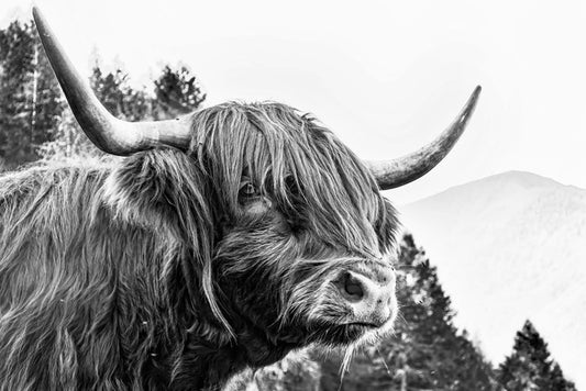 Bad hair day