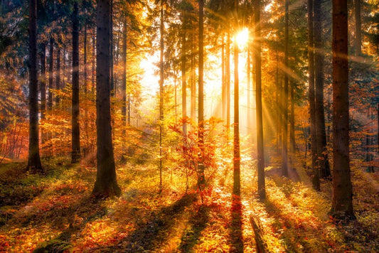 Sunbeam and shadows