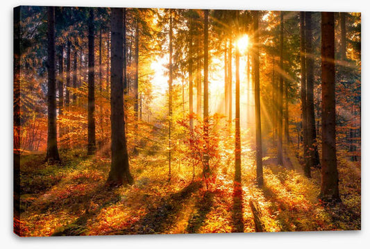 Sunbeam and shadows