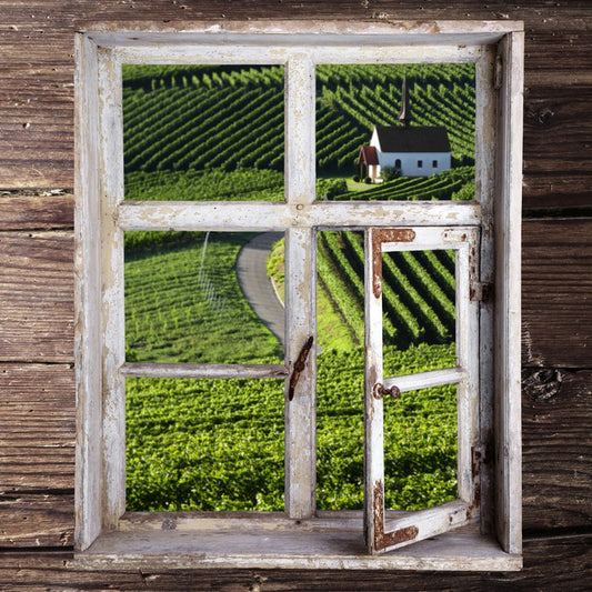 View of the vineyard