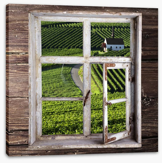 View of the vineyard