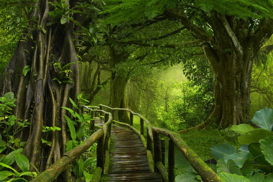 Through the jungle