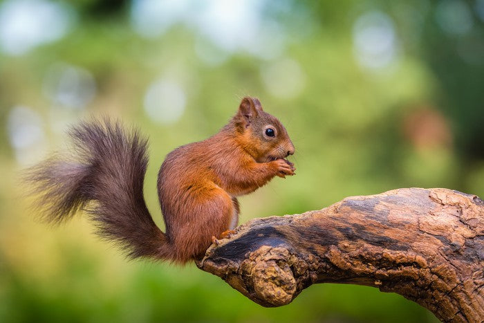 Bushy tail balance