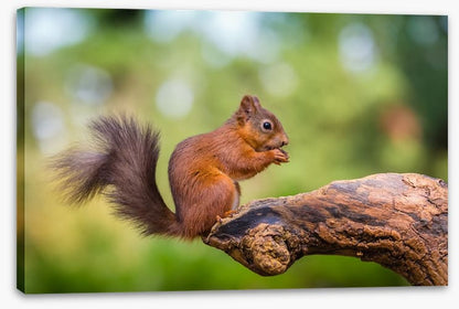 Bushy tail balance