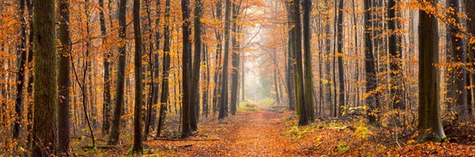 Forests