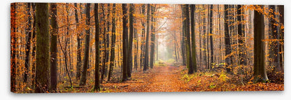 Forests