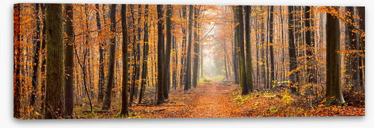 Forests