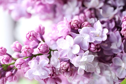 Lilac in the light