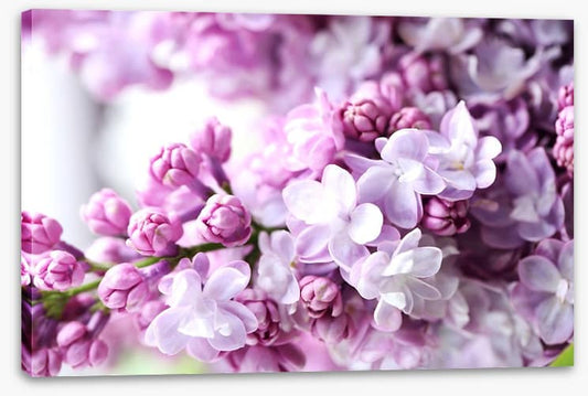 Lilac in the light