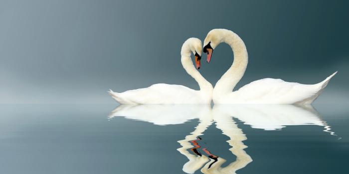 Love swans panorama