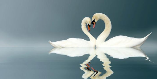 Love swans panorama